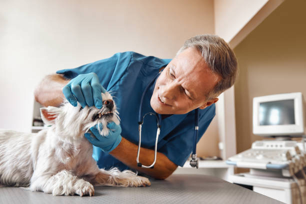 Best Emergency Denture Repair in Westfield, IN